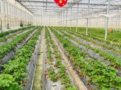 -喜杨洋草莓采摘园