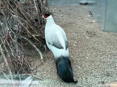 -青藏高原野生动物园