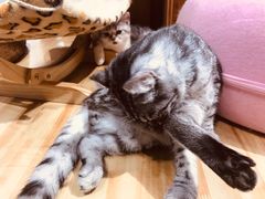 -猫色咖啡·猫咖