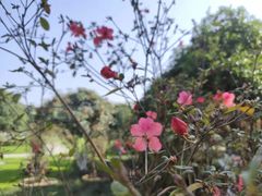 -合肥滨湖国家森林公园