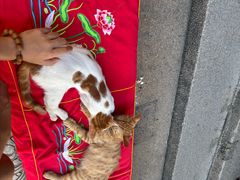 -龙华素斋(龙华路店)