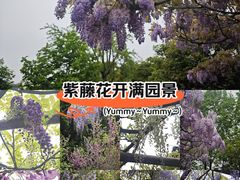 -嘉定紫藤园