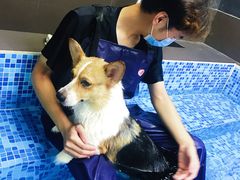 -宠宠熊宠物美容(星湖街店)