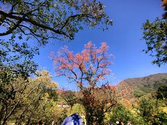 -塔川景区