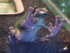 -上海大自然野生昆虫馆(东方明珠·爬宠昆虫探索中心)