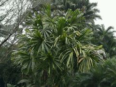 -中国科学院西双版纳热带植物园
