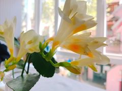 -蝶舍·MAISON PAPILLON