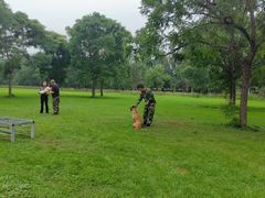 -北京京卫宠物寄养训练中心