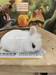 -神奇动物撸宠馆·羊驼·小浣熊·异宠(豫园店)
