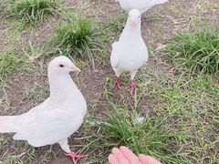 -上海野生动物园