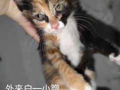 -钱万里桥小商品市场