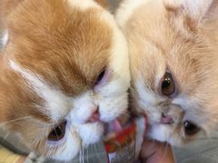 -飞行喵MR PILOT|猫舍·猫咖(静安大融城店)