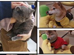 -逗柴咖啡屋·狗咖猫咖宠物桌游
