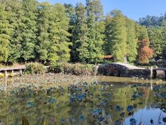 -深圳仙湖植物园