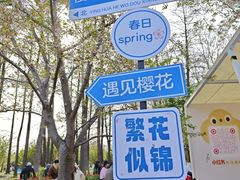 -顾村公园