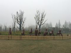 -上海长兴岛郊野公园