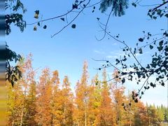 -白鹭湾湿地公园