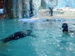 -帝企鹅自助餐厅•儿童岛•真企鹅(长隆企鹅酒店)