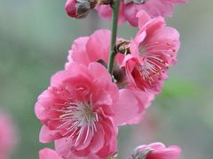 -桃花涧