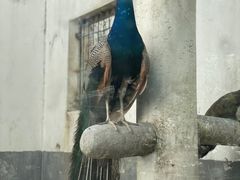 -青峰峡国家森林公园