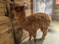 -Zoolung Zoolung动物主题公园(海信广场店)