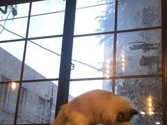 -李小姐の猫咖啡馆(五角场店)
