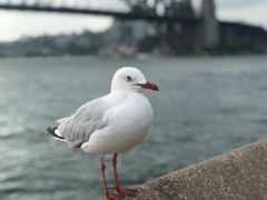 -悉尼歌剧院