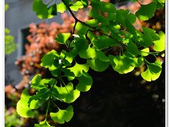 -陕西师范大学(雁塔校区)