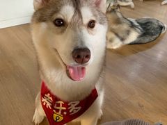 養樂多-Husky Go! 哈士奇体验馆·宠物咖啡厅狗咖