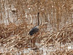 -野鸭湖国家湿地公园