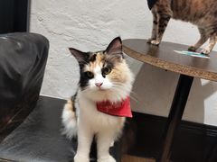 -猫色咖啡·猫咖