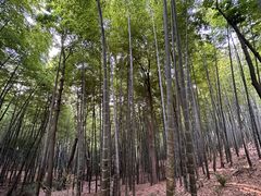 -上海佘山国家森林公园天马山园