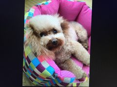 -爱侣宠医·鹦鹉专科·小型哺乳类·异宠专科(灵石路店)