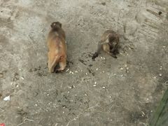 -武汉紫薇都市田园