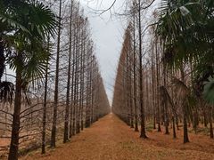 -黄海国家森林公园