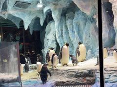 -帝企鹅自助餐厅•儿童岛•真企鹅(长隆企鹅酒店)