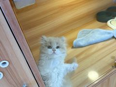 -猫十亿·布偶金渐层·曼基康矮脚猫舍(青年路店)