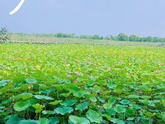 -野鸭湖国家湿地公园