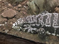 -上海大自然野生昆虫馆