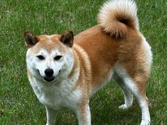 -宠宠熊宠物美容(星湖街店)