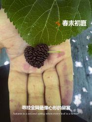 -太湖雪蚕桑文化园