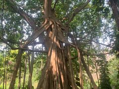 -中国科学院西双版纳热带植物园