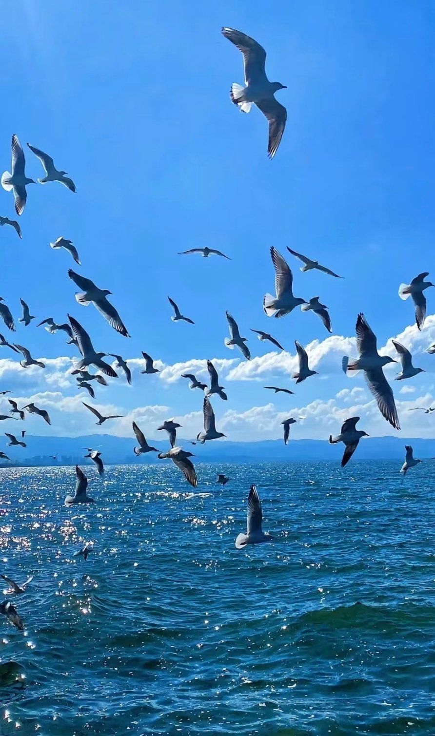 海鸥与天空,我与远方