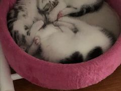 -北京恒爱动物医院(清景园分院)