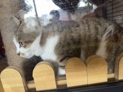 -御宝贝·A梦猫科宠物医院(国际猫友好医院)