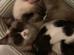 -猫色咖啡·猫咖