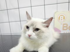 -BABIT巴比特宠物(MOMOPARK店)