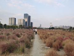-映月湖中央公园