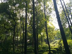 -中国茶叶博物馆(双峰馆区)
