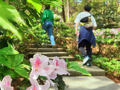 -铁山坪森林公园